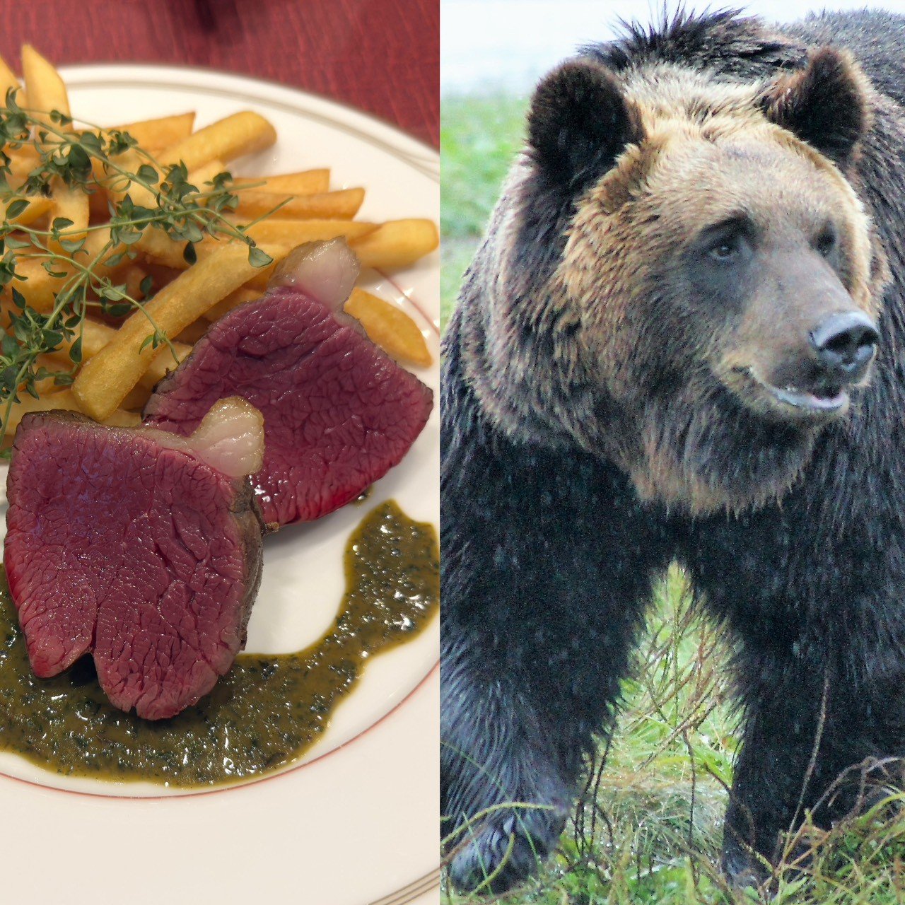 wingate_toyama's tweet card. 東北を中心に、全国各地でクマによる被害があとを絶たない。死者数は11月7日時点で13人と過去最悪にのぼり、秋田県には自衛隊まで派遣された。東京都でもクマが目撃されるなど緊張が高まるなか、SNSでは“