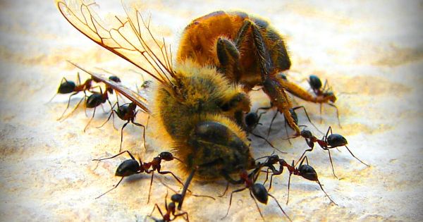 refillogic's tweet card. Sign to call for a strong law to bring back nature, so bees can thrive.