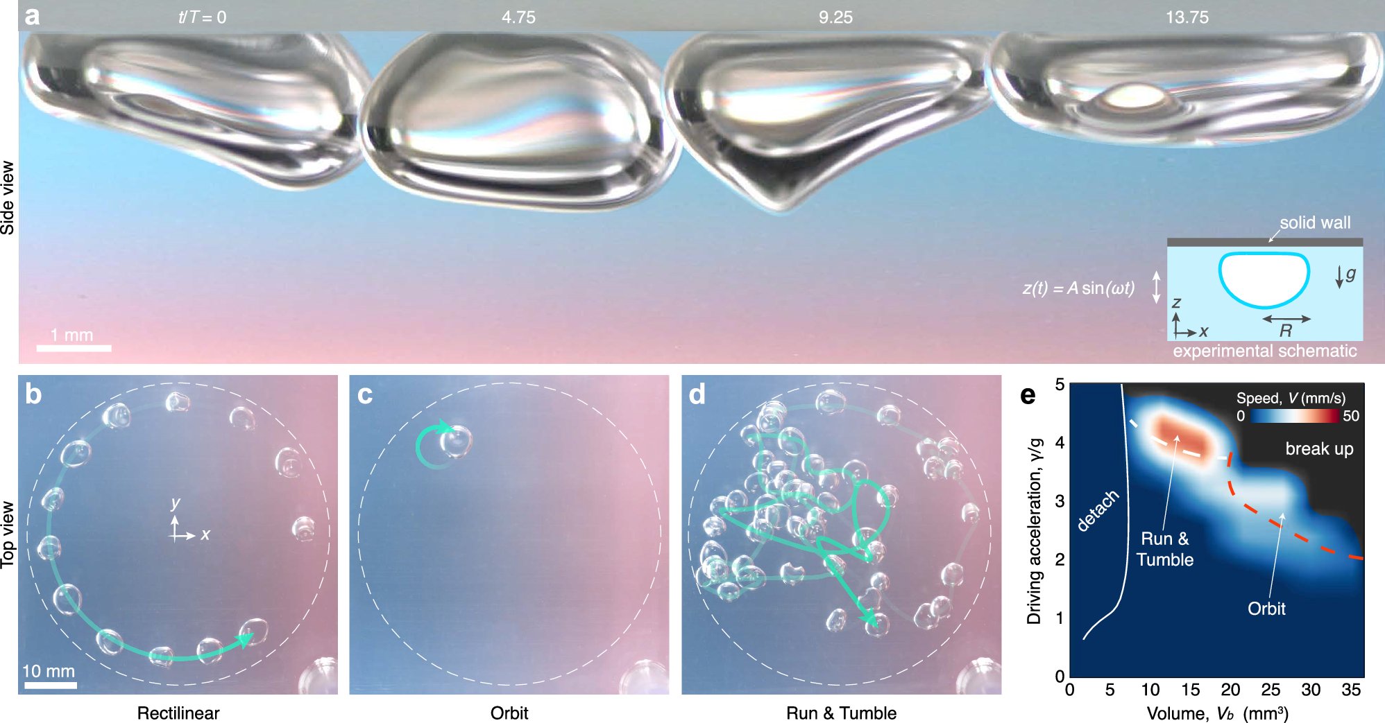 PhysMathLab's tweet card. Nature Communications - Bubbles, long studied for their diverse dynamics across industrial, biological, and medical applications, continue to reveal unexpected behaviors. This study introduces...