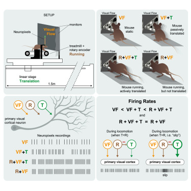 SWC_Neuro's tweet card. Mouse primary visual cortical neurons receive running, linear translation, and visual inputs that linearly combine to differentially represent the same visual flow information, depending on the...