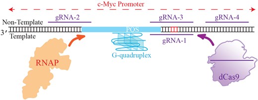 LabPMelamed's tweet card. Abstract. We demonstrate that both Clustered regularly interspaced short palindromic repeats (CRISPR) interference and CRISPR activation can be achieved at