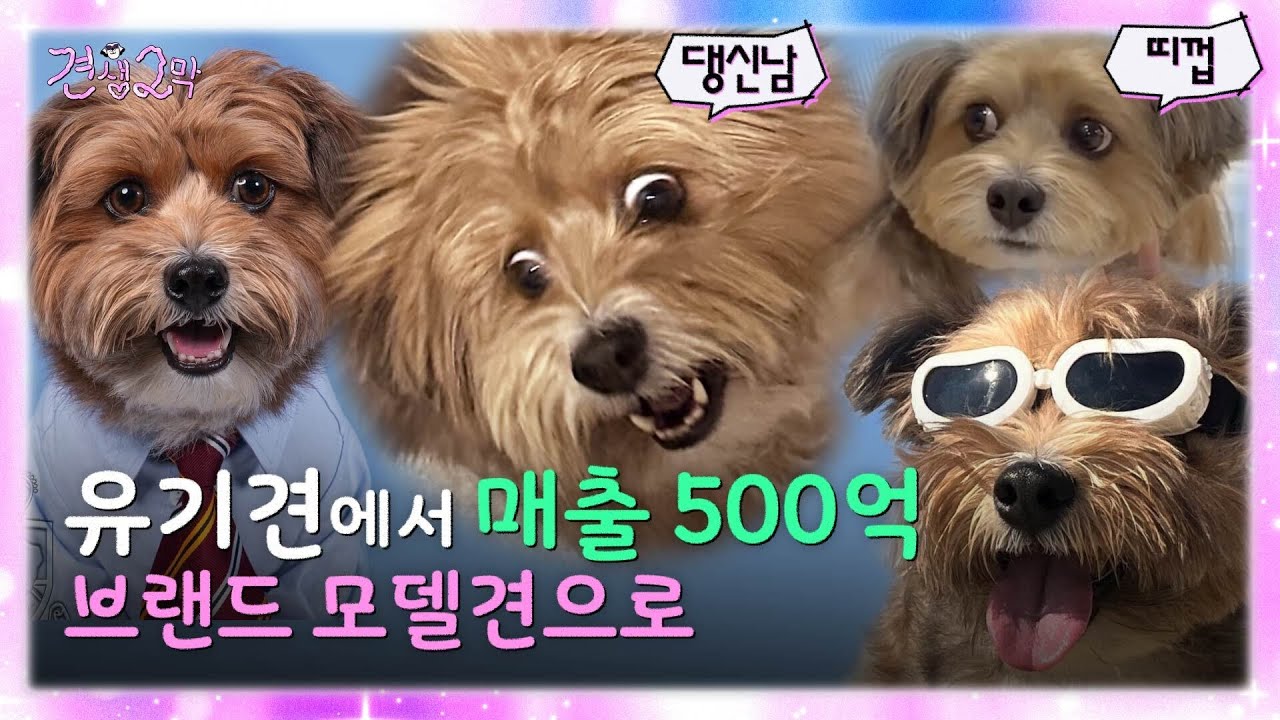 KBistory's tweet card. 공효진이랑 화보 찍는 개?! 주인 잘 만나 견생역전한 칸초ㅣ 견생2막 1화