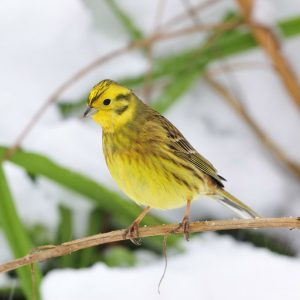 SciSustAg's tweet card. Are Defra Ministers being misled by campaigning NGOs over farmland bird numbers?