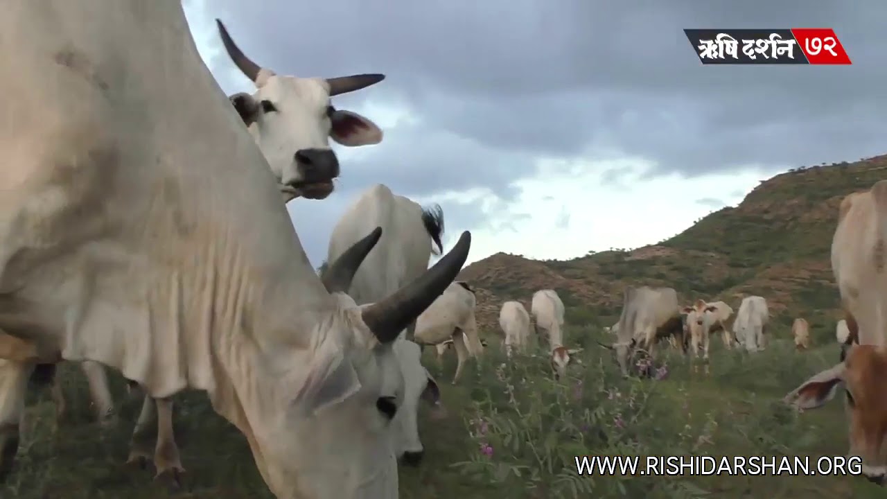 Dipikatandel6's tweet card. विश्व की सर्वश्रेष्ठ गौशाला | पूज्य बापूजी की गौशाला | Narnaul...