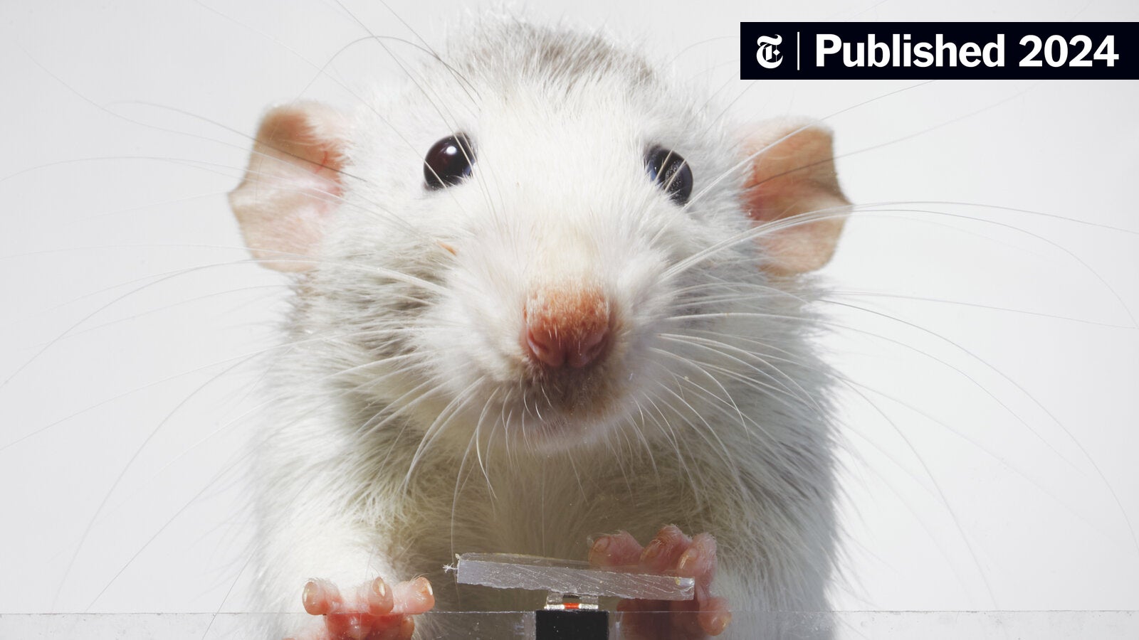 MLNPInMpls's tweet card. A photographer trained two rats to take photographs of themselves. They didn’t want to stop.