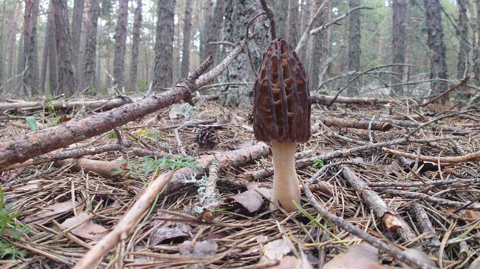 cienciofilo's tweet card. El proyecto FUNGIVERSO, coordinado por el CITA, organiza un “Living Lab” para profundizar en el intercambio de buenas prácticas micológicas. Nota de prensa. Foto: DGA.