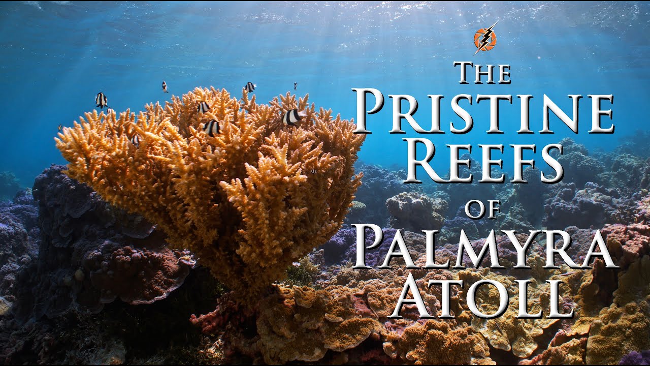 lightningstrpro's tweet card. Palmyra Atoll. 4K Underwater stock footage from pristine reefs on...