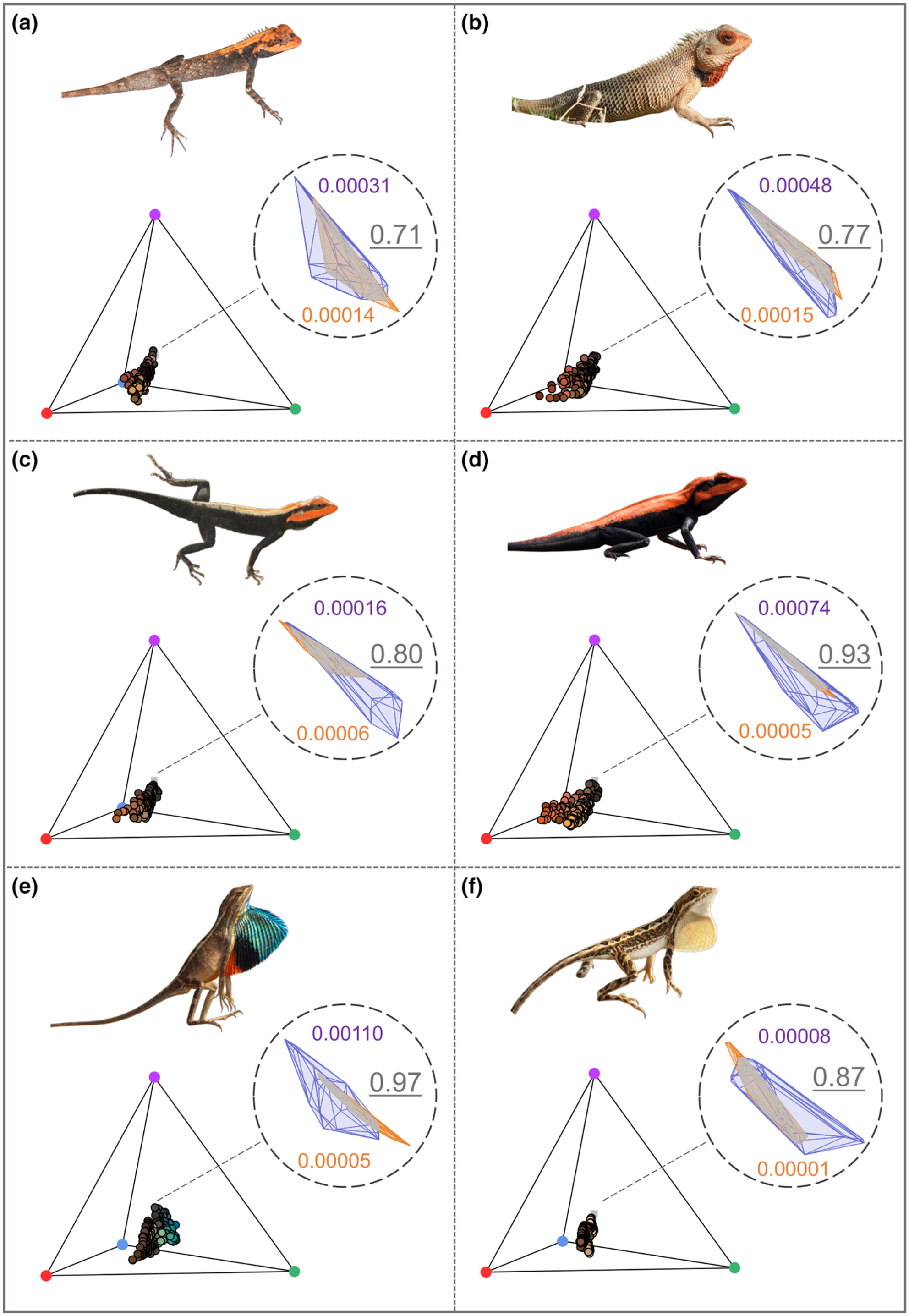 kjrankin88's tweet card. We studied the extent of dynamic colour change in both sexes in six agamid species. This study indicates that the extent of colour change is independent of the degree of sexual dichromatism and...