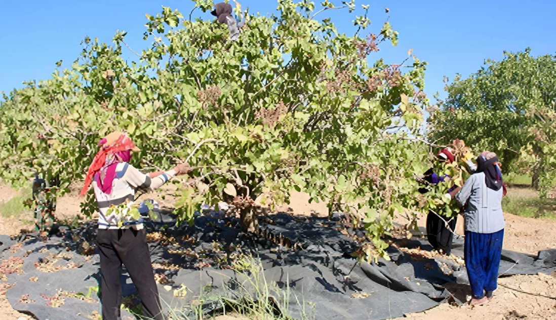 AjansUrfa's tweet card. Şanlıurfa ve Gaziantep’teki kuraklık ve zirai don, Antep fıstığında üretim kaybına yol açtı. Fiyatlar hızla yükselirken, üreticiler yetkililerden acil…