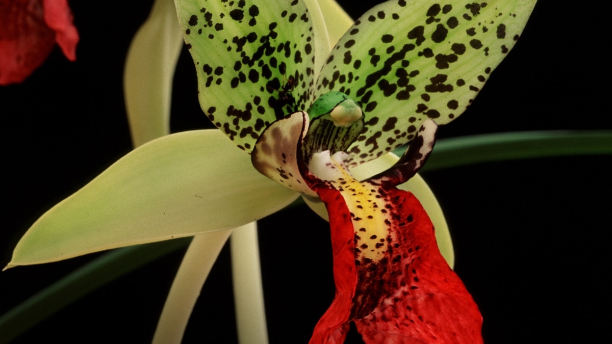 NatGeo's tweet card. Better known for lemurs, Madagascar is home to an amazing variety of orchids—and there are still more to be discovered.