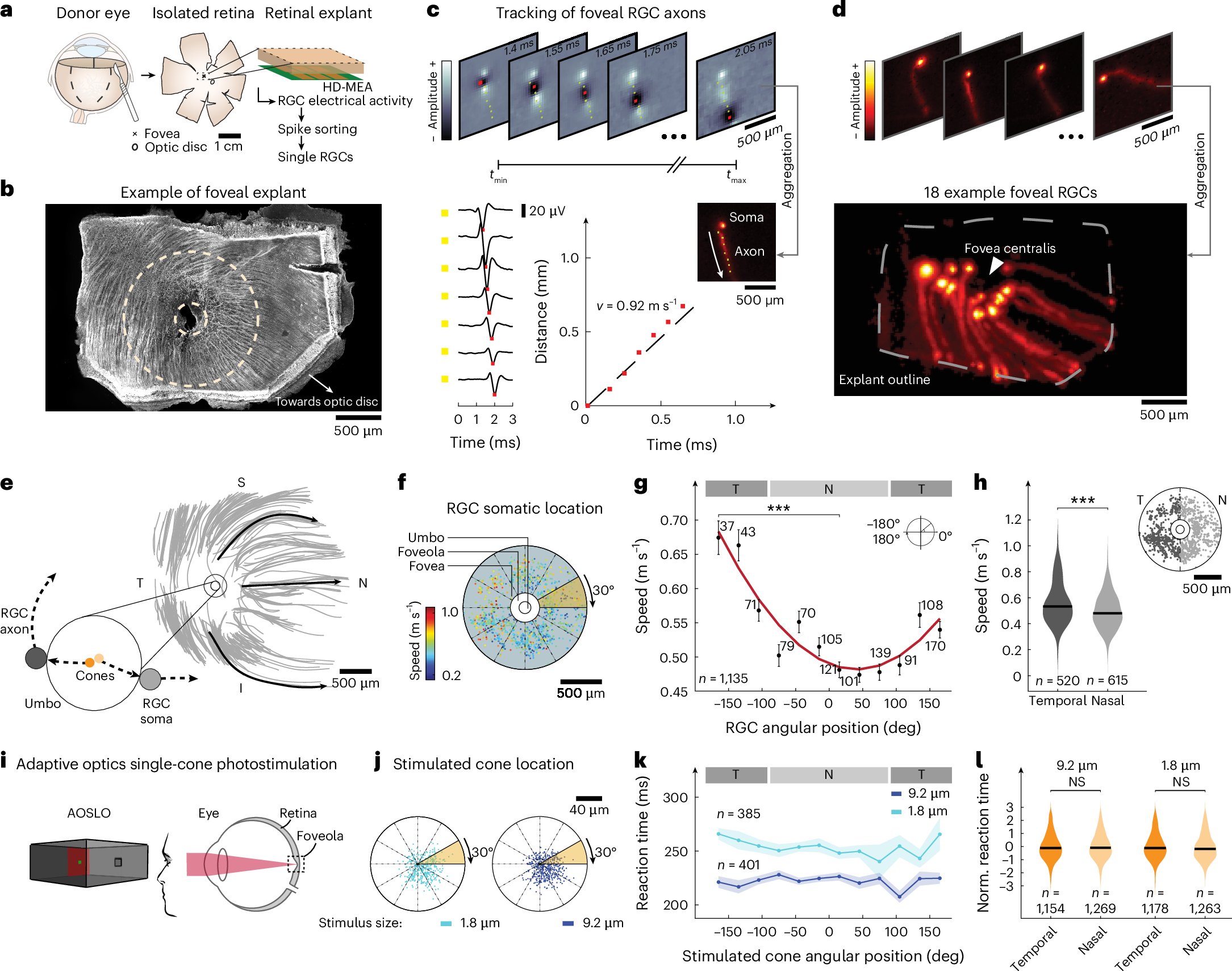 NatureNeuro's tweet card. Nature Neuroscience - Combining behavioral data, electrophysiology and modeling, the authors show that the human brain synchronizes visual signals by adjusting axonal conduction speed in the...