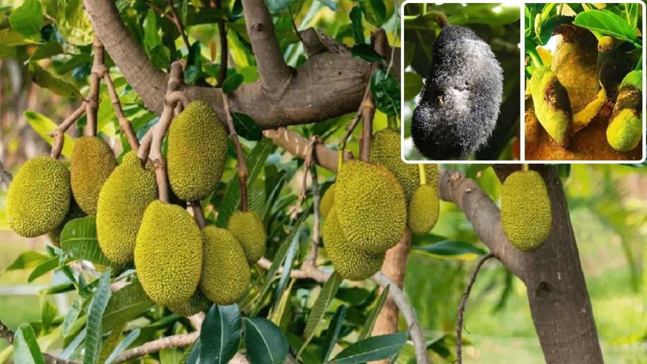 kjkrishimedia's tweet card. कटहल एक पोषक और औषधीय गुणों वाला उष्णकटिबंधीय फल है, जिसकी खेती भारत में व्यापक रूप से होती है. छोटे फलों के समय से पहले गिरने की समस्या परागण की कमी, पोषक तत्वों की कमी, जल असंतुलन, कीट-रोग संक्रमण...