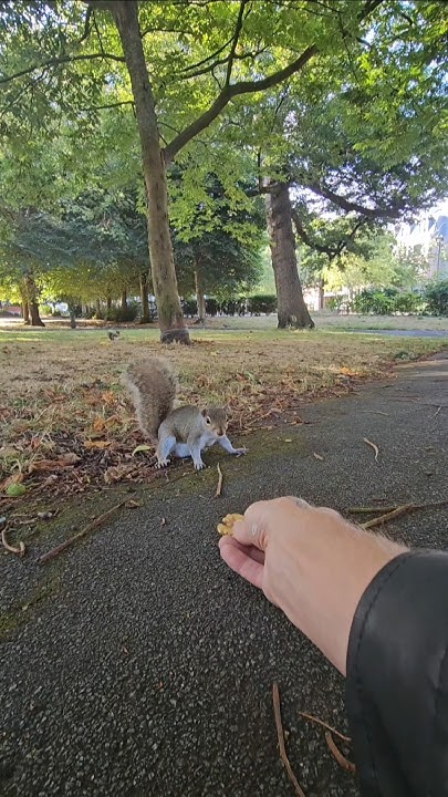 2chriscolin1010's tweet card. 🐿 "Little floppy ear" 🥰 #squirrel #grovepark #weston #squirrelwat...