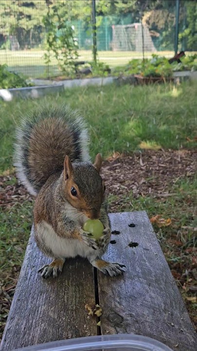 2chriscolin1010's tweet card. 🐿 two and a half minutes of a cute squirrel eating nuts and grapes...