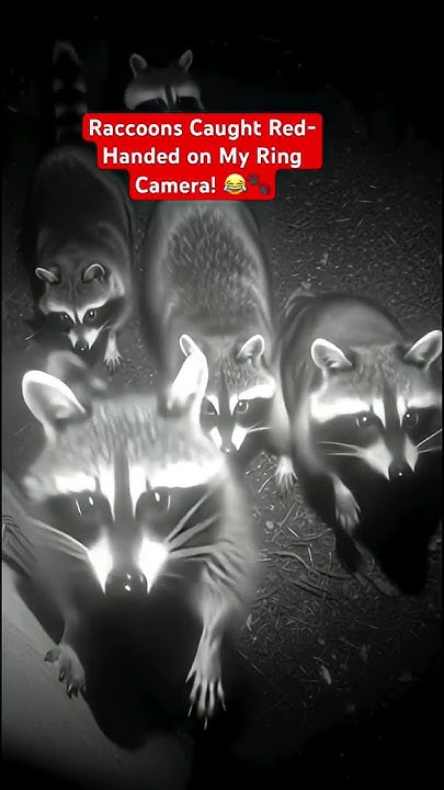 ezjayshop's tweet card. These sneaky little bandits showed up in the middle of the night...