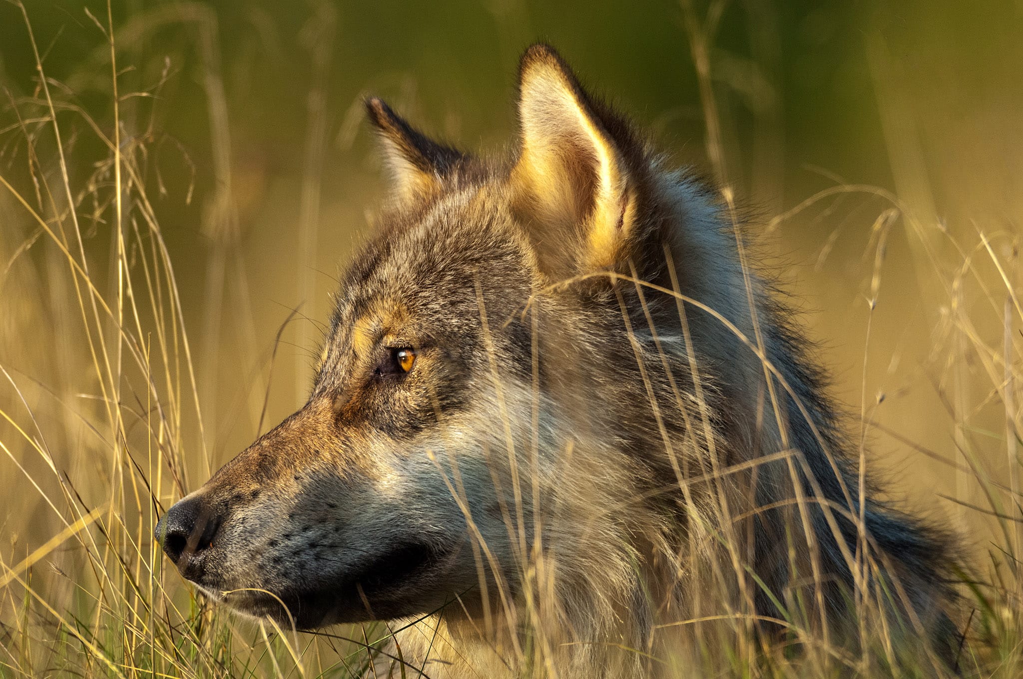 pacificwild's tweet card. The “big, bad” wolf has always been just a fairytale.