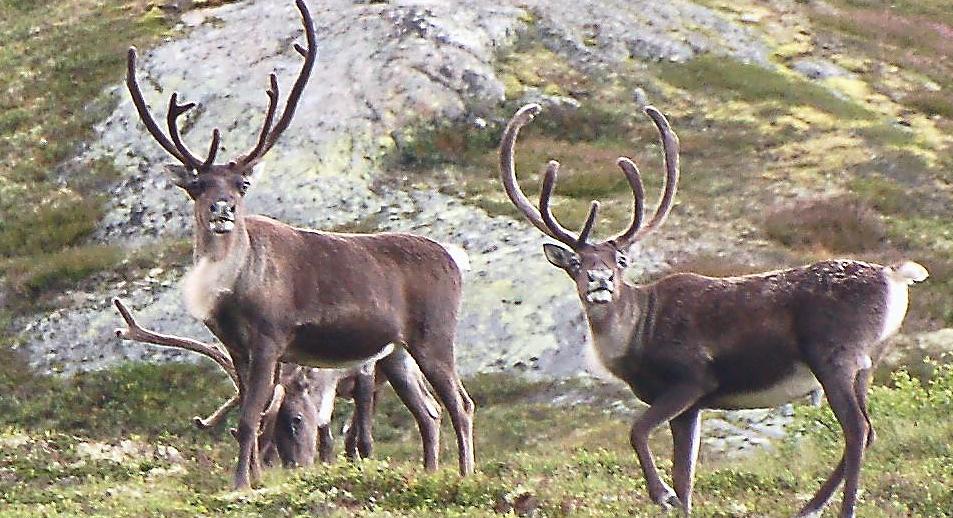 Karoline_Andaur's tweet card. AFTENBLADET MENER: Norge må reise til naturtoppmøtet med annet enn bare fine ord i kofferten.