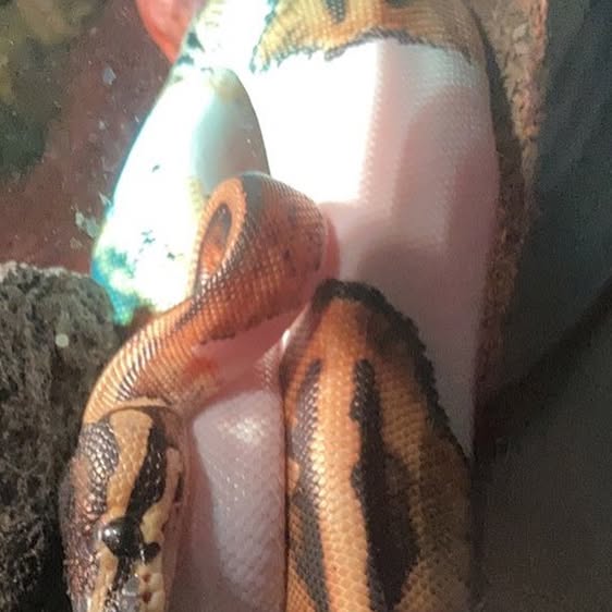 MaryJaneOlsson8's tweet card. Mary-Jane Olsson (@maryjanefuckingolssonbitch) • Instagram photo