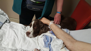 practicehelp's tweet card. Just 10 minutes with a therapy dog can significantly reduce pain, anxiety and depression in Emergency Department patients