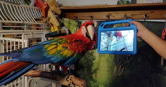 Tweet card summary image