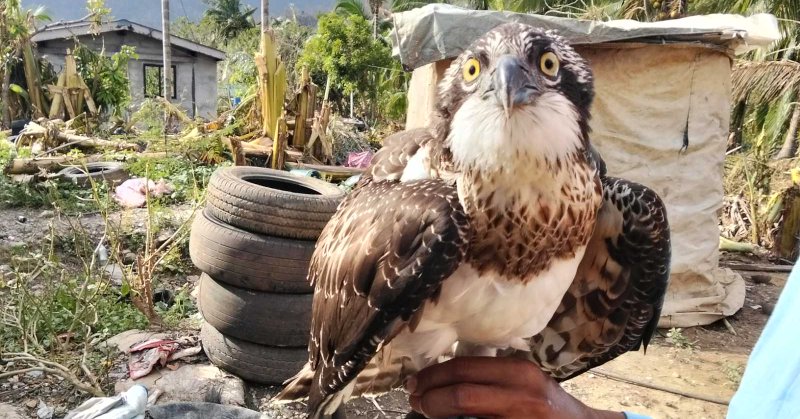 Tweet card summary image