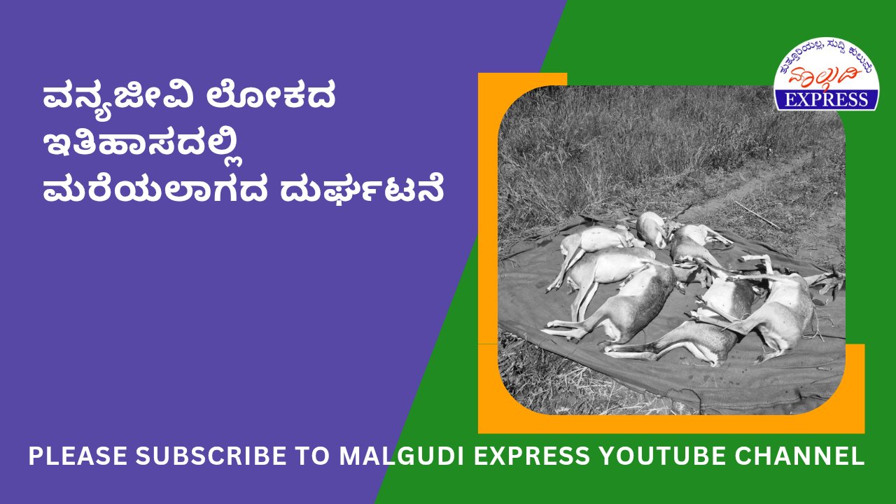 malgudiexpress1's tweet card. 28 ಕೃಷ್ಣಮೃಗಗಳ ದುರ್ಮರಣ: ವನ್ಯಜೀವಿ ಲೋಕದ ಇತಿಹಾಸದಲ್ಲಿ ಮರೆಯಲಾಗದ ದುರ್ಘಟನೆ ಪರಿಸರ ಮತ್ತು ವನ್ಯಜೀವಿ ಸಂರಕ್ಷಣಾ ವೇದಿಕೆ ಆತಂಕ ಬೆಂಗಳೂರು: ಬೆಳಗಾವಿ ಜಿಲ್ಲೆಯ  ಭೂತರಾಮನಹಟ್ಟಿ ಕಿತ್ತೂರು ರಾಣಿ ಚೆನ್ನಮ್ಮ ಕಿರು ಮೃಗಾಲಯದಲ್ಲಿ 28...
