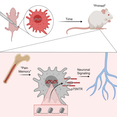 JankowskiLab's tweet card. Dourson et al. investigate the effects of injury on peripheral macrophages and how they contribute to neonatal nociceptive priming. Macrophages are essential regulators of this phenomenon through...