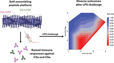 LabCollier's tweet card. This study investigates an active immunotherapy platform based on supramolecular peptides that can target two complement anaphylatoxins, C3a and C5a, to diminish acute inflammation. The materials’...