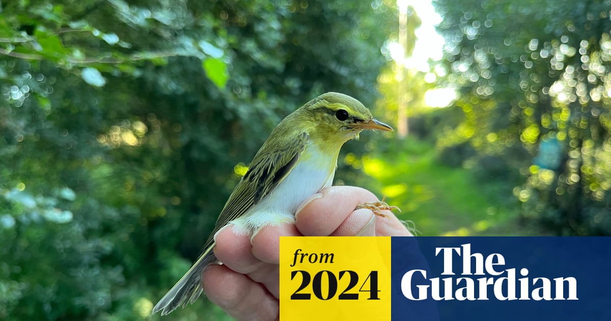 LairgLearning's tweet card. Sandwich, Kent: The warbler migrations have begun, and this one – now carefully ringed before its mammoth journey – is a more uncommon one