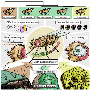 mknaden1's tweet card. By comparing five Drosophila species that differ in their phylogenetic distance from each other and the similarity of their ecological niche, Depetris et al. show that both phylogeny and the ecolog...