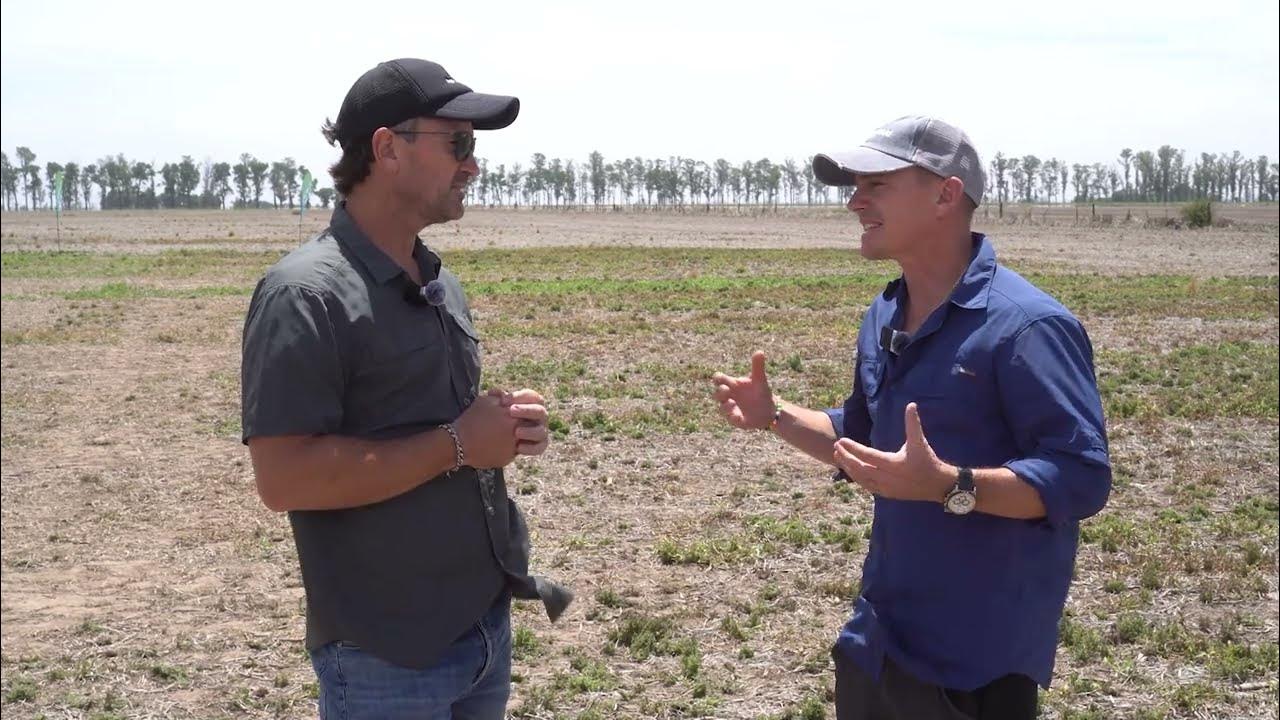 eduardojocortes's tweet card. Manejo de Commelina erecta en la Testimonial REM Aapresid