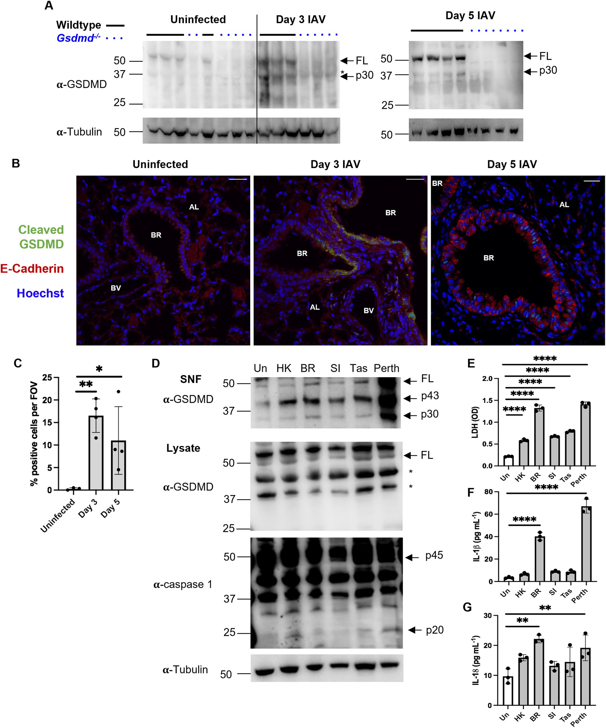 Tate_Lab's tweet card. Cell Death & Disease - Gasdermin D promotes hyperinflammation and immunopathology during severe influenza A virus infection