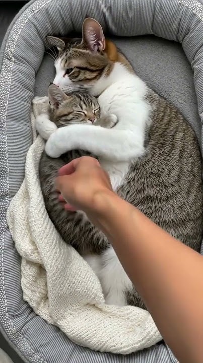 DocChristian7's tweet card. Ajudei o gatinho… fiz certo? 😂🐱