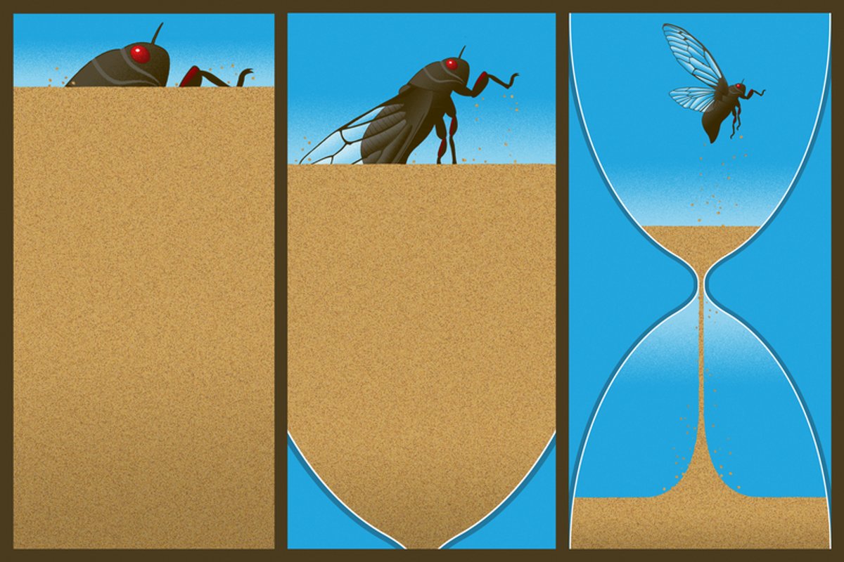sciam's tweet card. Periodical cicadas have a clever hack to help them figure out when to emerge after more than a decade underground