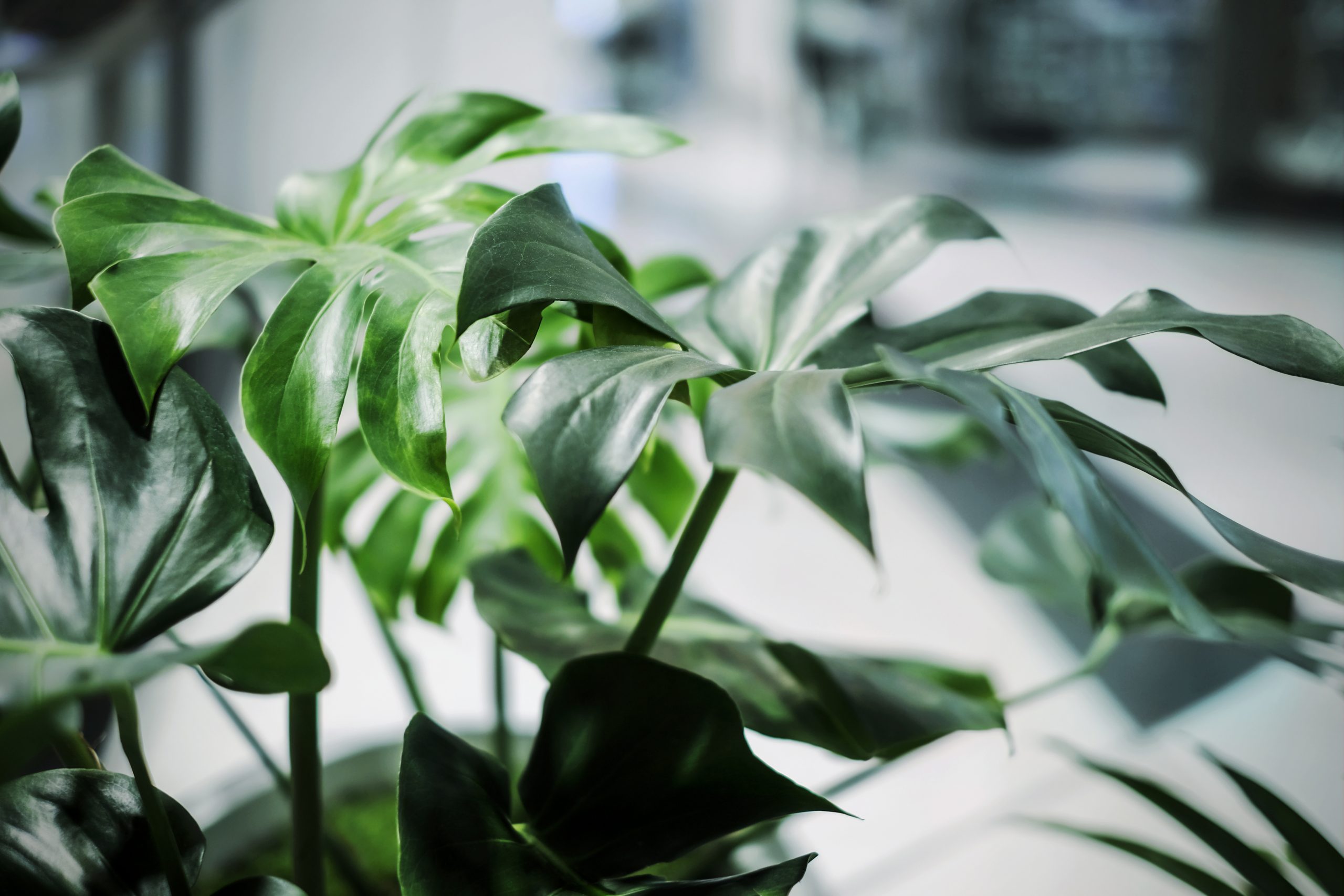 Channel_Create's tweet card. Numerous scientific studies have proven the positives of having more greenery in your workspace. Here are the top seven benefits for employees – and their employers