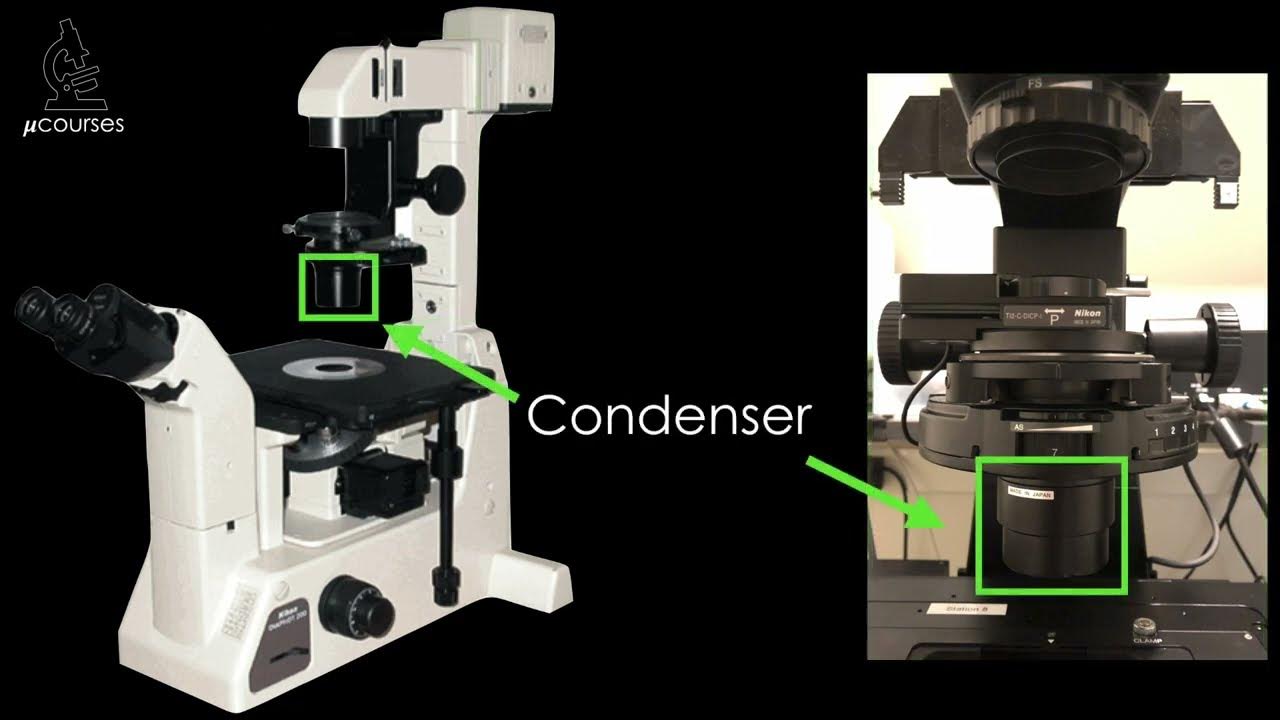 JenCWaters's tweet card. Microscope alignment for optimal image quality: Koehler Illumination