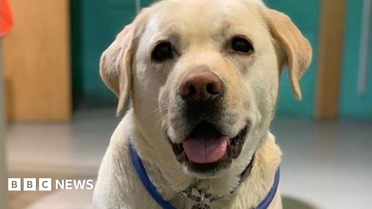 eripley8's tweet card. The event at a wind farm near Glasgow offers a safe space for anxious dogs affected by Bonfire Night celebrations.