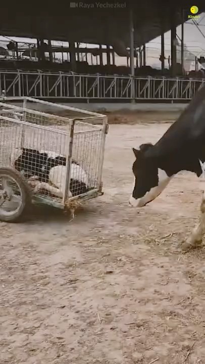 RavenTW's tweet card. 3 proofs that dairy is scary