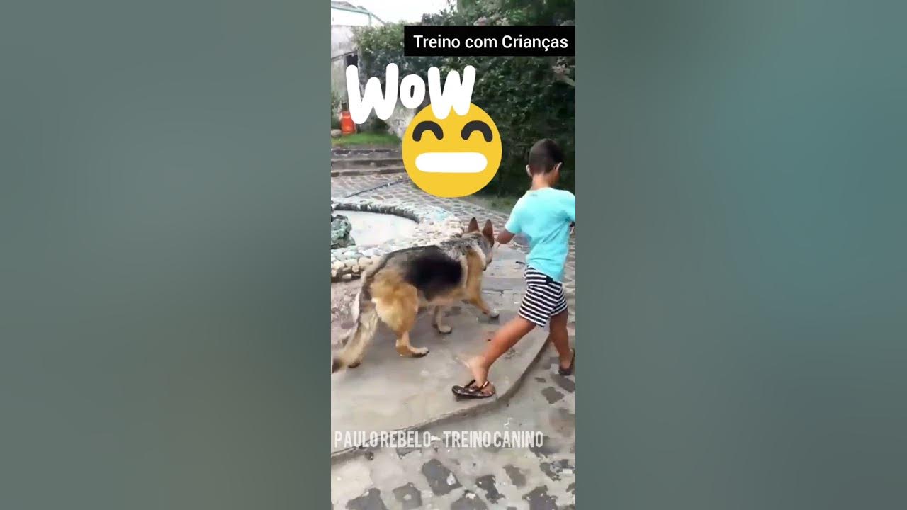 caninotreino's tweet card. Treino com Crianças #Shorts