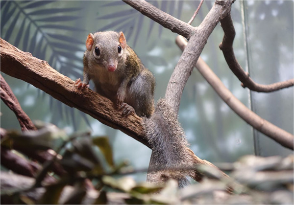 SevCrumbScience's tweet card. This paper explores the extent to which treeshrews should be considered an acceptable model for understanding the origins of primate locomotion. The data presented include an amalgamation of positi...