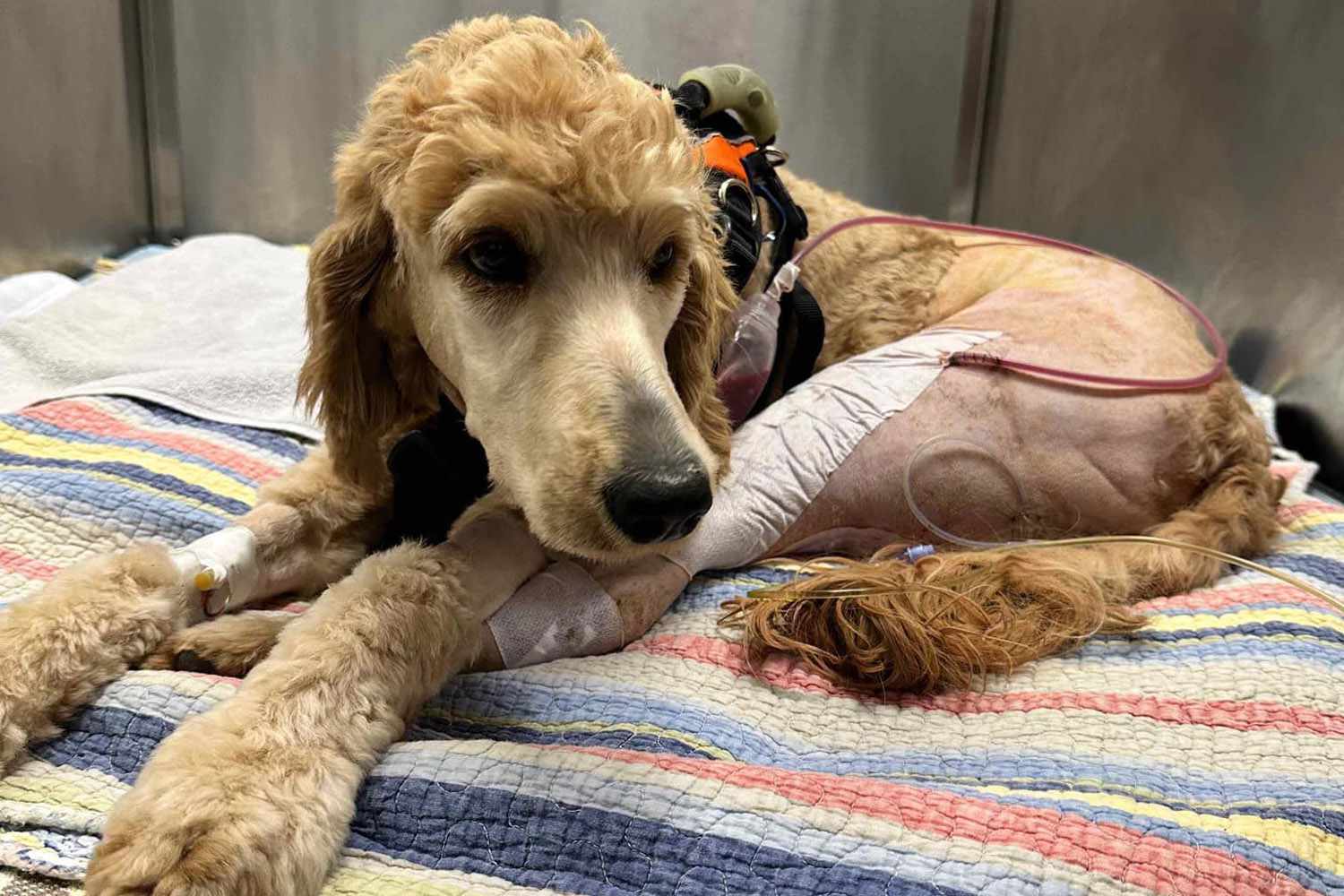 Flippbox's tweet card. Dylan McCay and Emily Roberts used their wedding fund and life savings to pay for reconstructive surgery for an injured dog they found in central Arkansas on Oct. 31