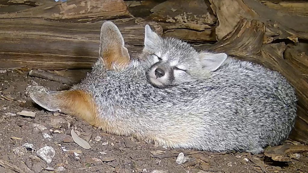 ExplorersWeb's tweet card. From the secret lives of pandas and wolves to the deceptive richness of a Texas backyard, here's our roundup of the best wildlife cams to watch this month.