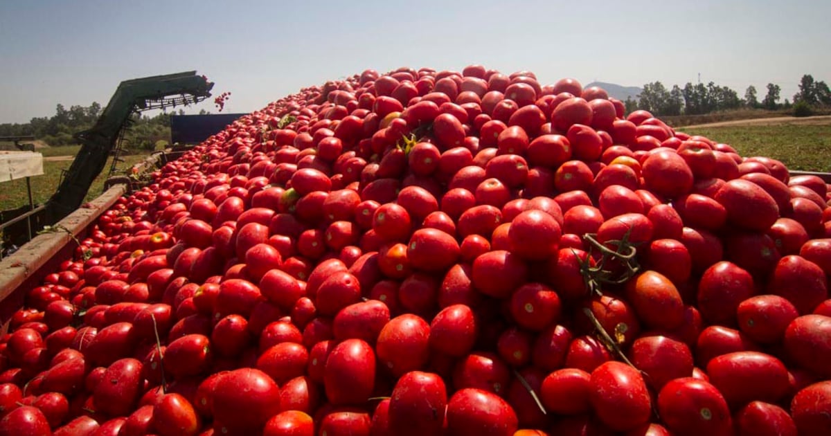 pagina12's tweet card. Por primera vez en setenta años, llegan desde Paraguay