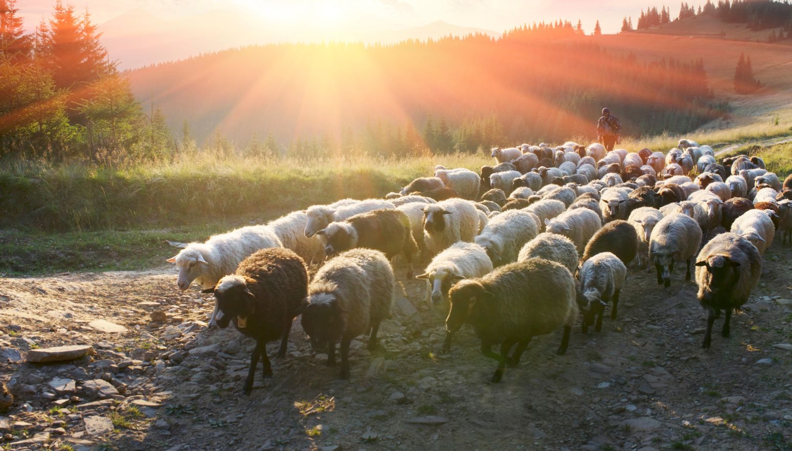 ApostleMattB's tweet card. God places the utmost importance upon His elect apostolic government as it is an essential tool for the establishment and function of the body of Christ to lead believers in the way of God’s covena...