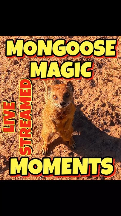 The_Meerkat_Man's tweet card. MONGOOSE GROOMING ☆ FB LIVE STREAMED ☆ TSEBOKOLODI MONGOOSES ☆ AUTHOR...
