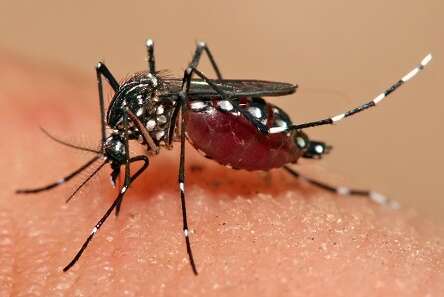 LSTMnews's tweet card. The mosquito Aedes aegypti is a carrier of several serious diseases in urban areas, including dengue, chikungunya and Zika. One approach to their domestic control in Asia and Latin America has been