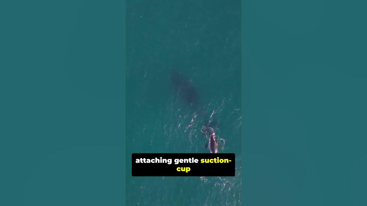 FastVictor's tweet card. Whale Tech: The Tools Letting Us ‘Talk’ to Giants