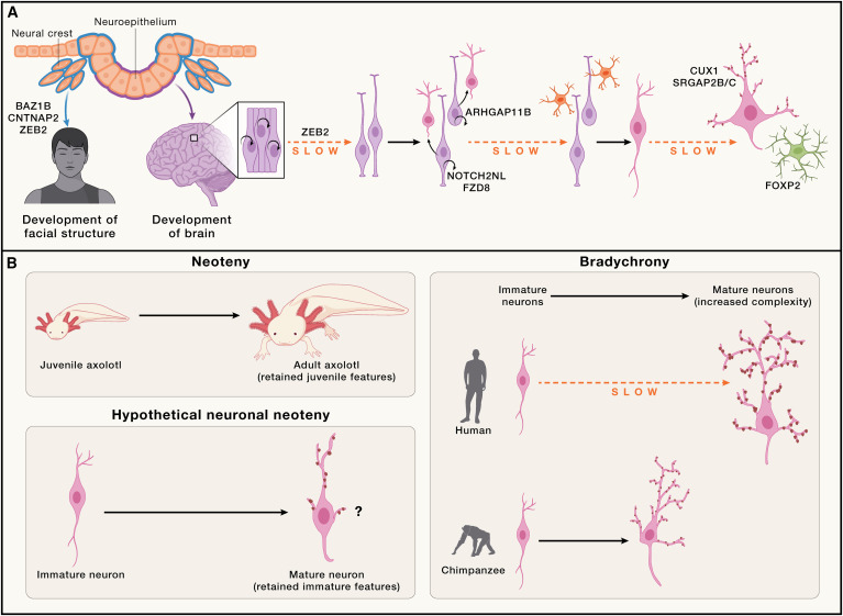 mad_lancaster's tweet card. This perspective discusses the challenge of understanding what sets the human brain apart and proposes how the wealth of modern tools may allow for going from correlation to causation to understand...