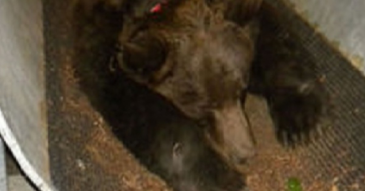 BricotuttoL's tweet card. Non sapremo mai come sono andate realmente le cose, cos’è che ha scatenato la reazione dell’orso, ma l’esito dell’autopsia è inequivocabile: stando a quanto riportato da Ansa, il runner è morto per...