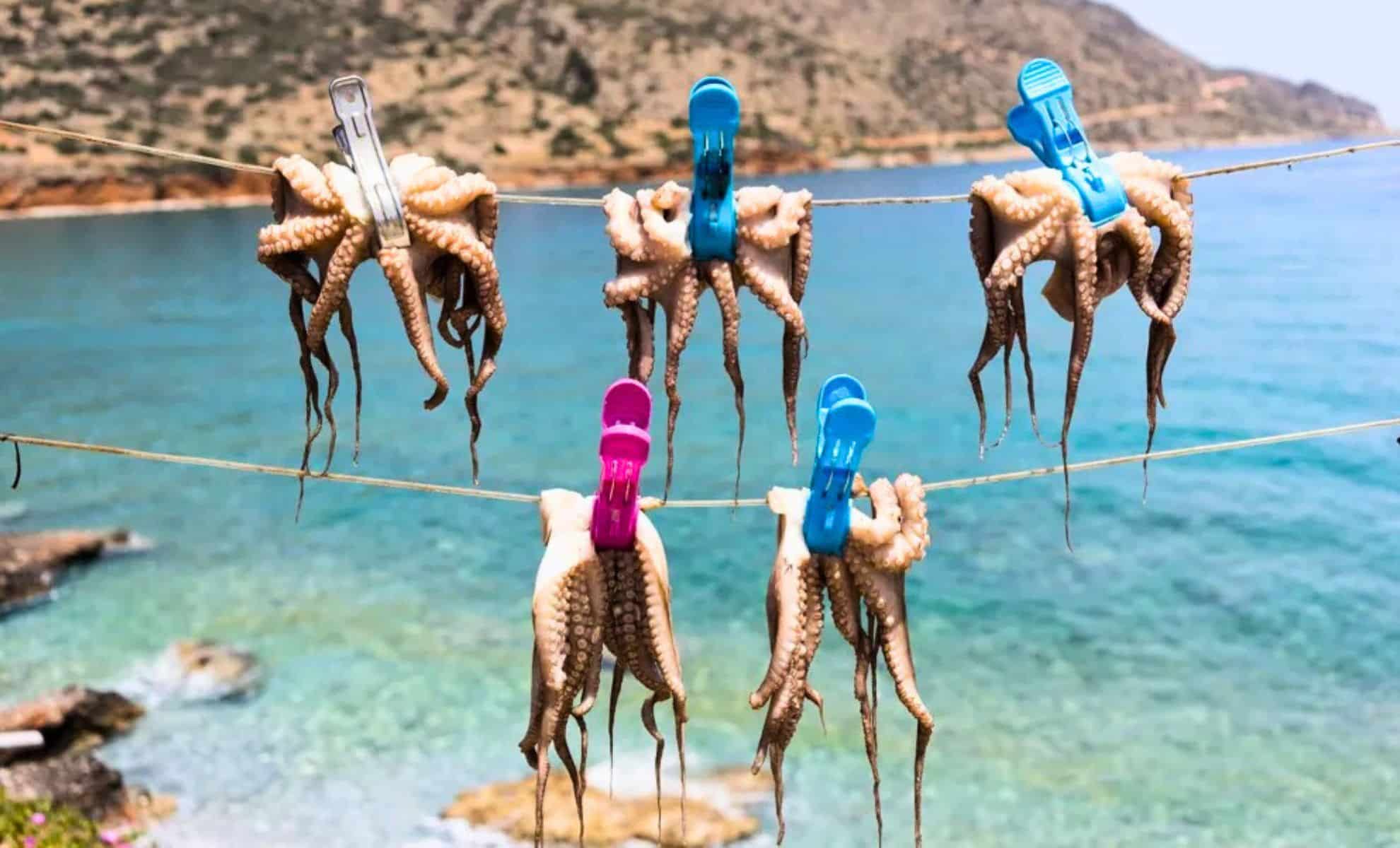 pondsntrees's tweet card. Inside the shocking truth behind industrial octopus farming, the hidden suffering no one’s talking about, and why major supermarkets are already banning it.